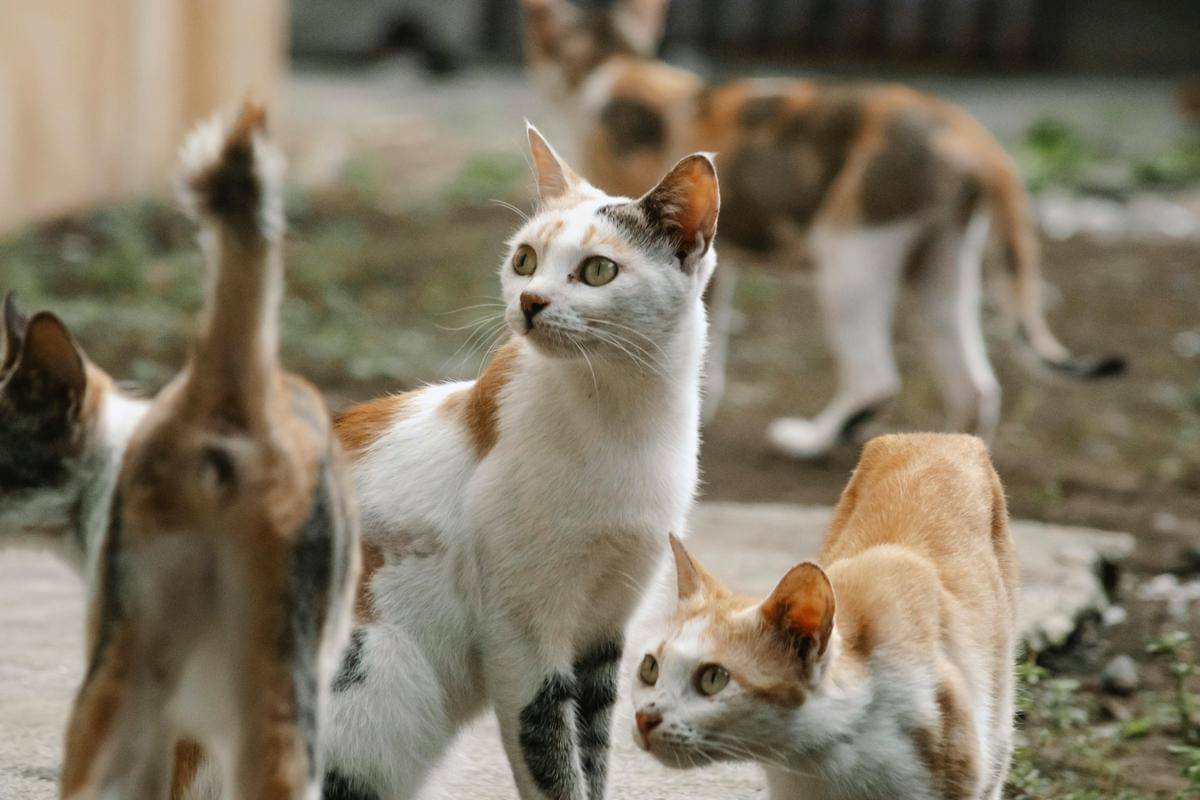 ilustrasi kucing (pexels.com/Nothing Ahead)