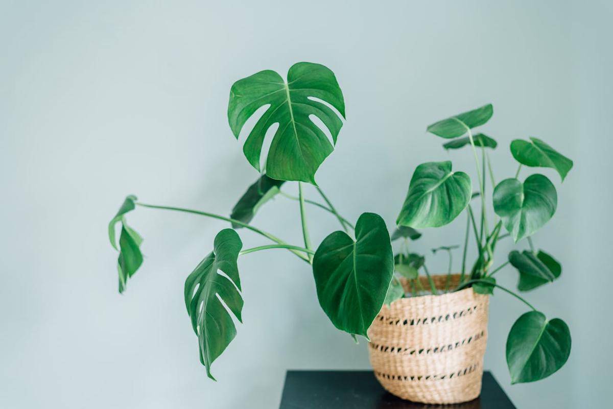 ilustrasi monstera 
