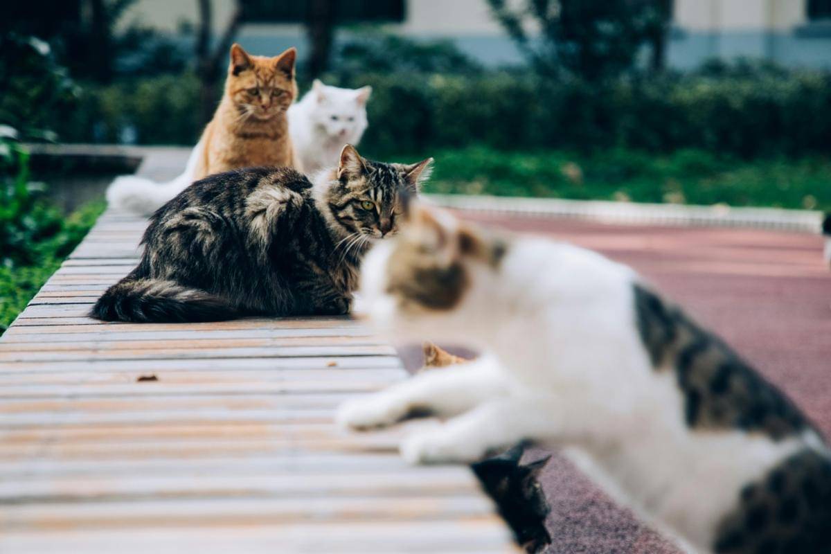 ilustrasi kucing (pexels.com/Shuxuan Cao)