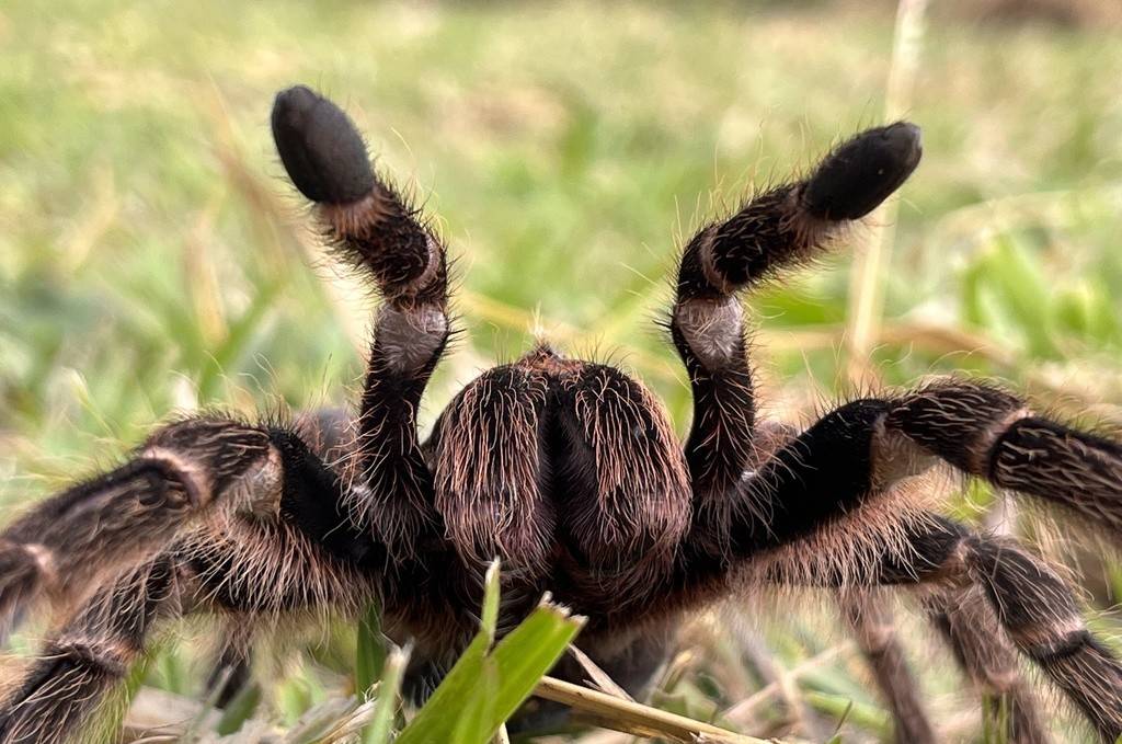 Tarantula Brazil