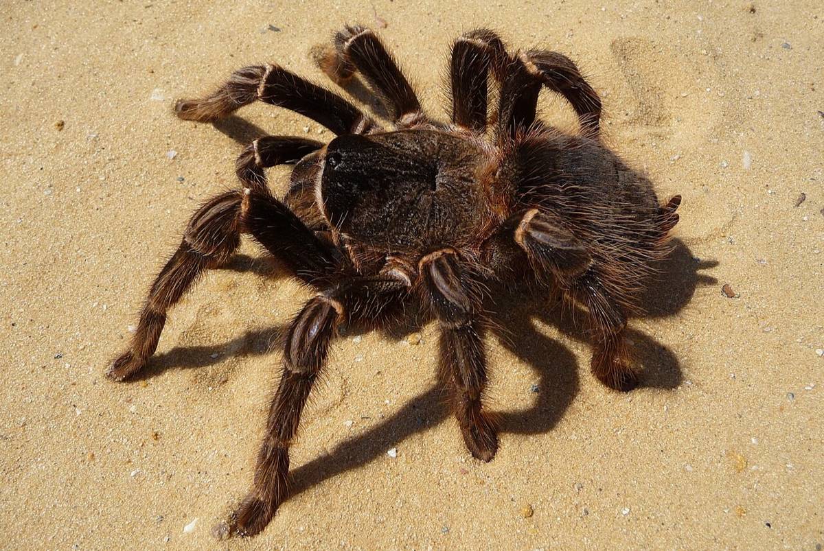 Tarantula Brazil