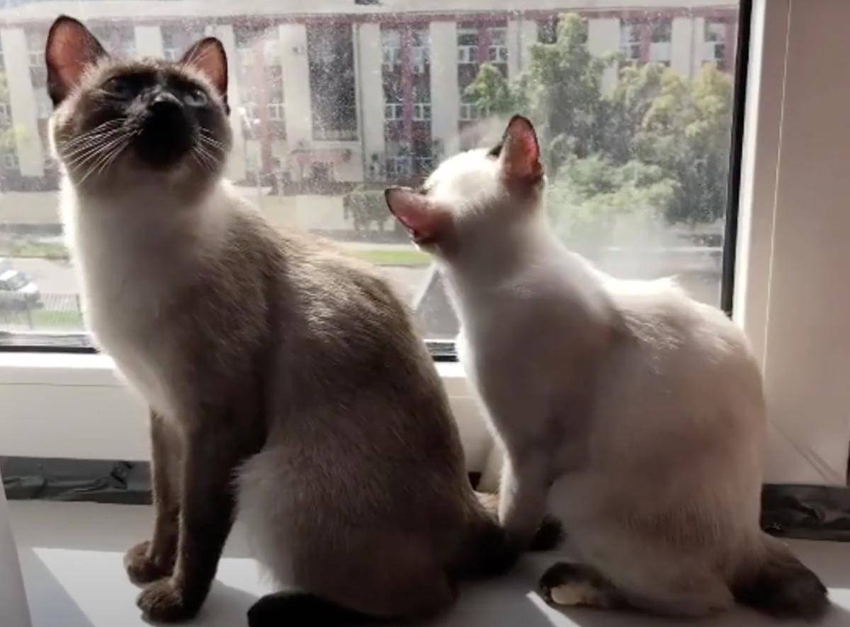 kucing Mekong Bobtail (youtube.com/AnimalVerse)