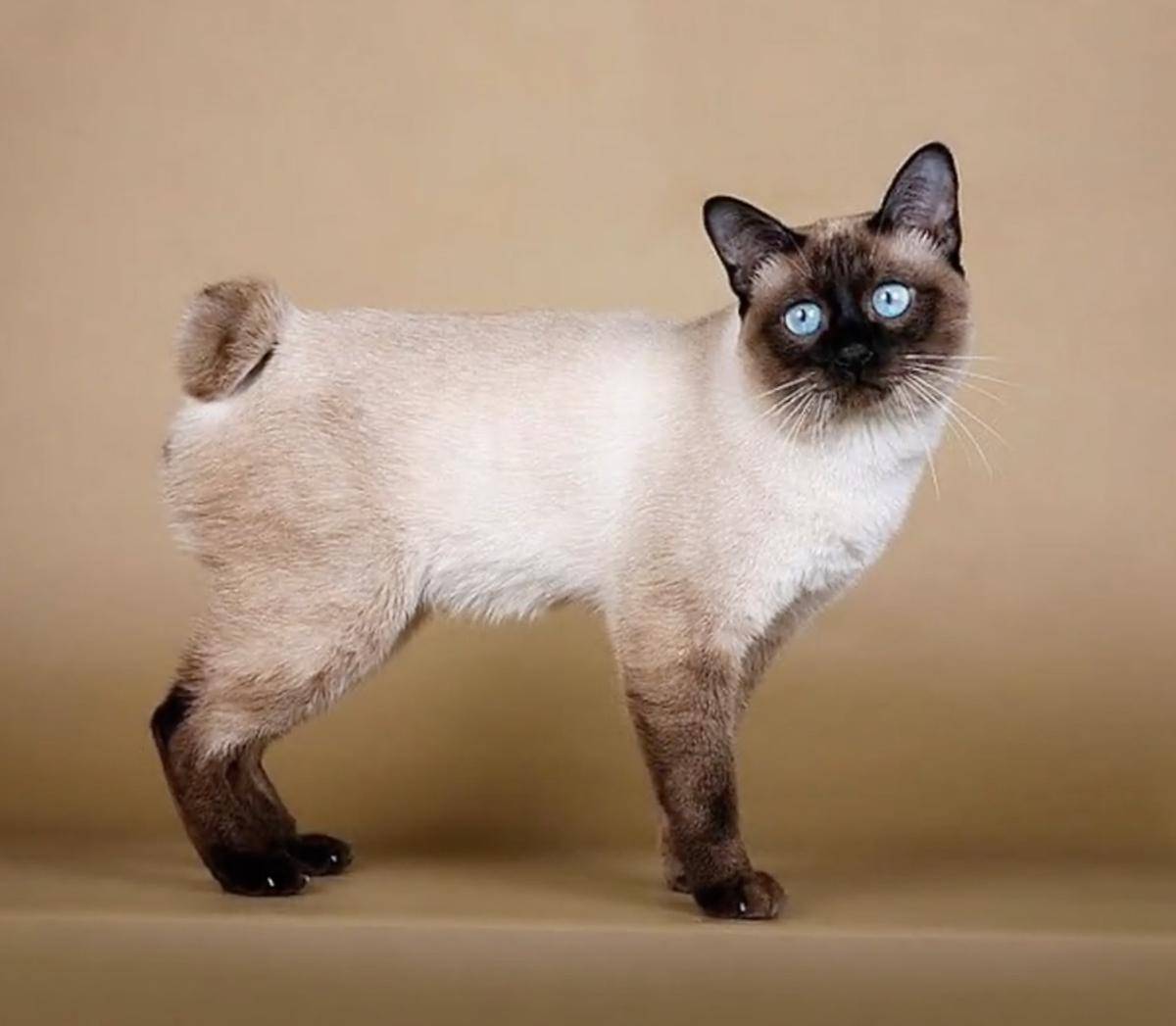 kucing Mekong Bobtail (youtube.com/AnimalVerse)