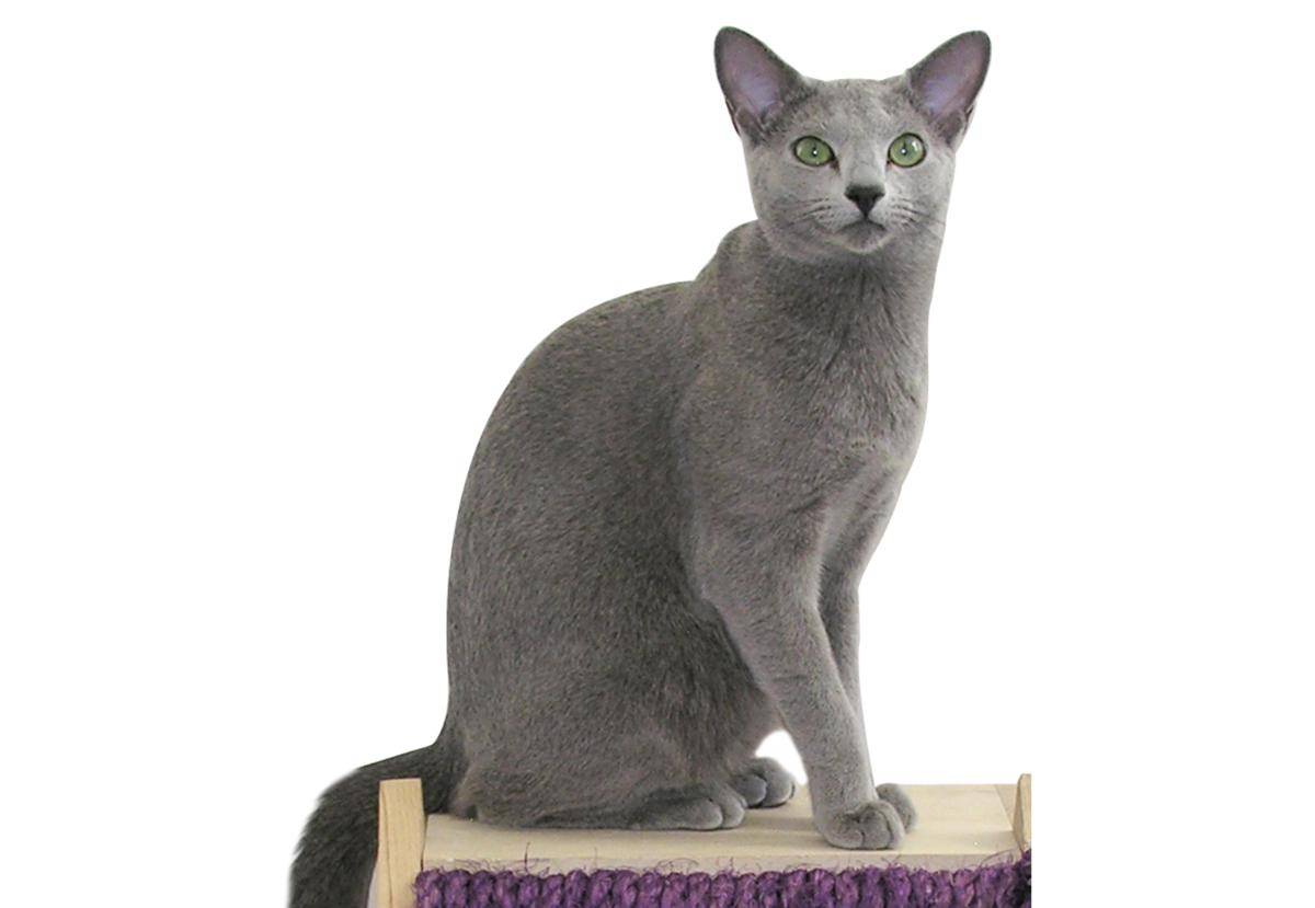 kucing Russian Blue (commons.wikimedia.org/Tkeiger)