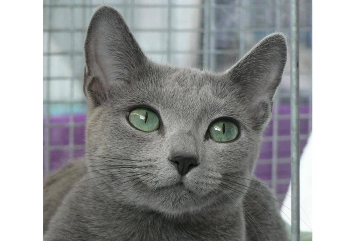 kucing Russian Blue (commons.wikimedia.org/Volatilde)
