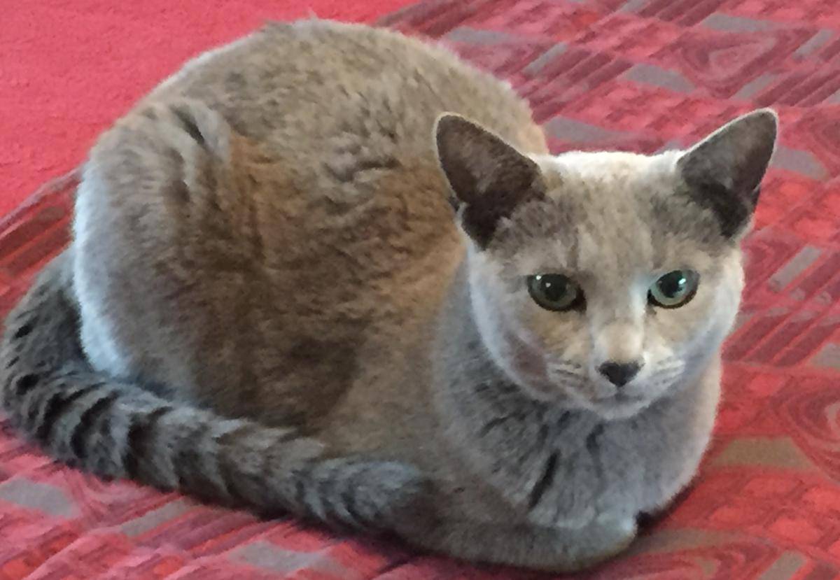 kucing Russian Blue (commons.wikimedia.org/Yvonneperryh)