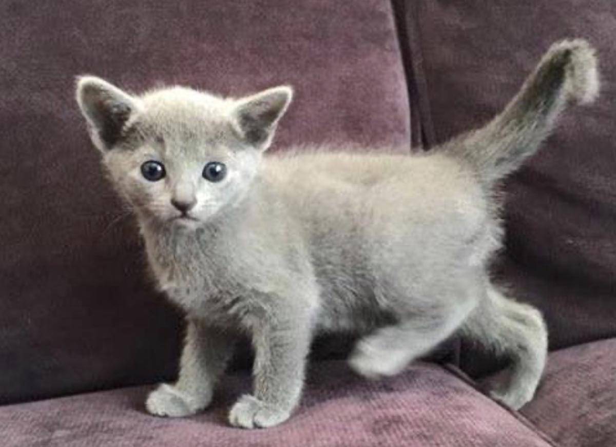 kucing Russian Blue (commons.wikimedia.org/Abartelmes)