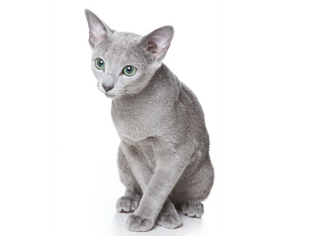 kucing Russian Blue (commons.wikimedia.org/AnnaUtekhina)