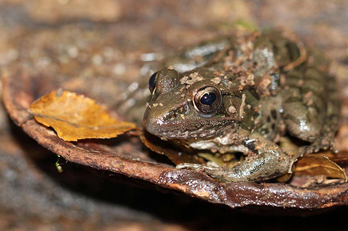 Katak Macan Tutul Selatan