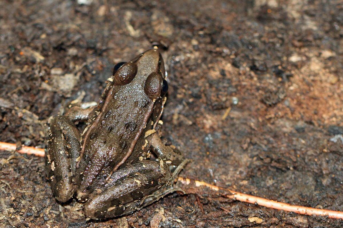 Katak Macan Tutul Selatan