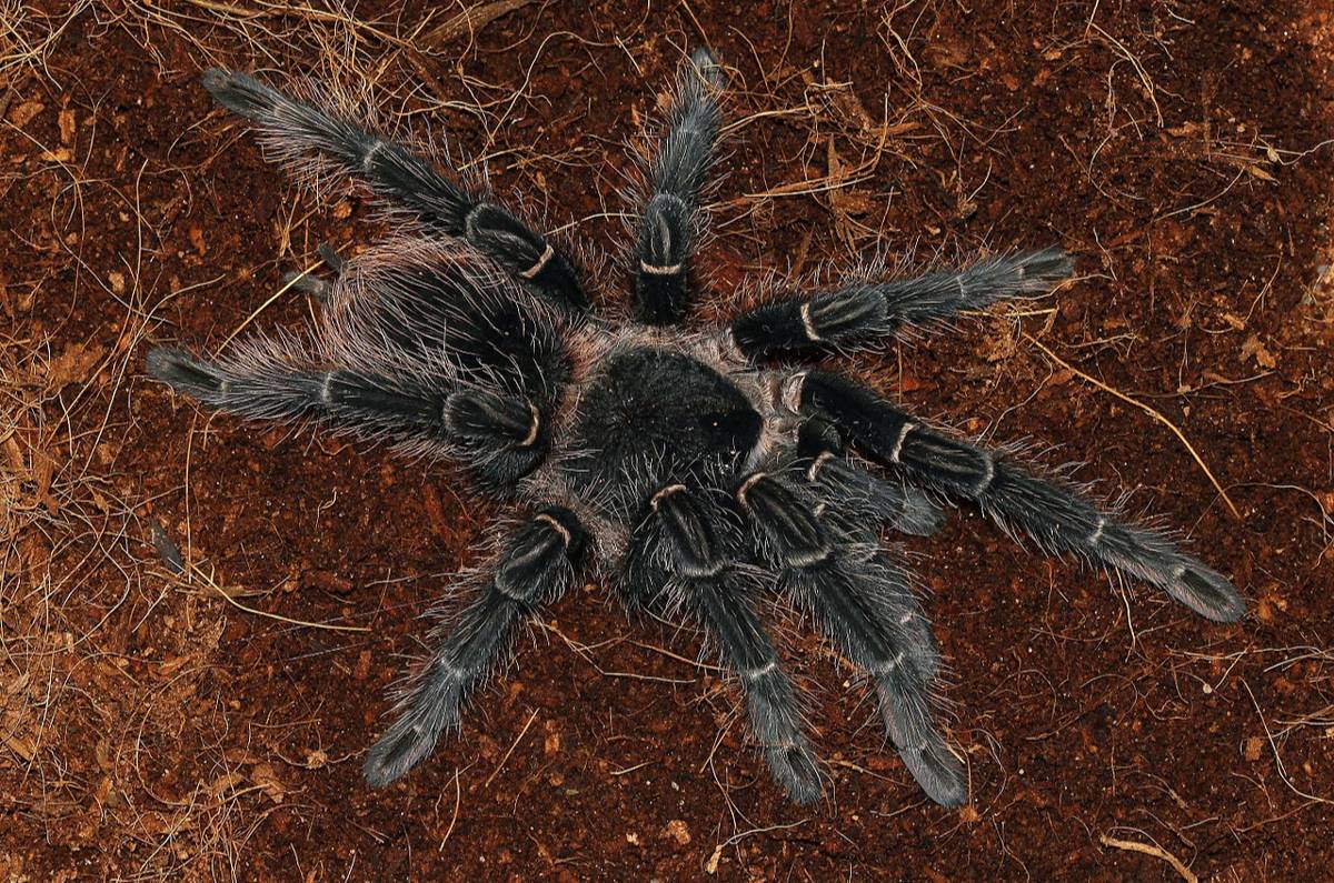 Tarantula Brazil
