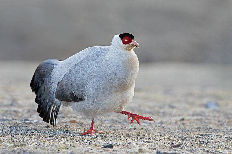 White Eared Pheasant
