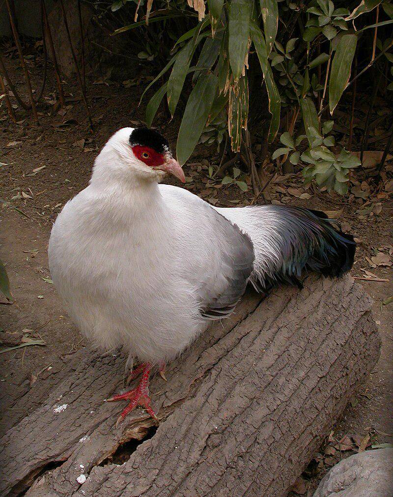 White Eared Pheasant
