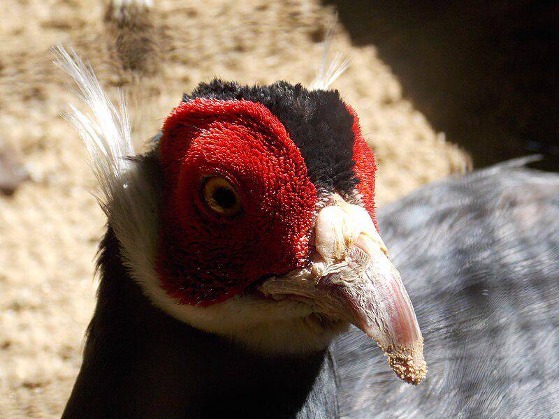 White Eared Pheasant
