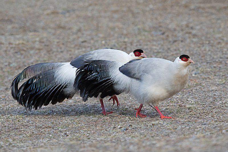 White Eared Pheasant