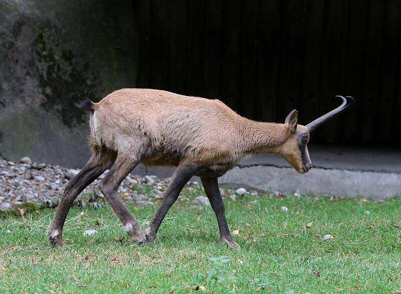 Pyrenean Chamois