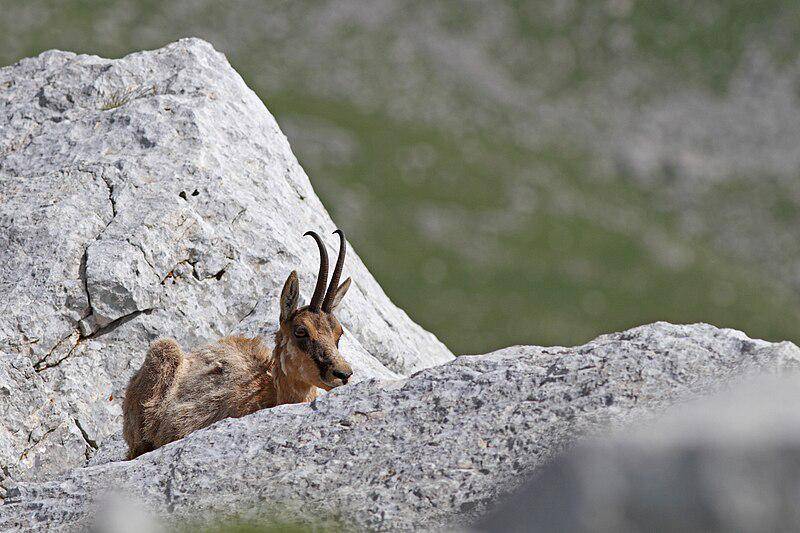 Pyrenean Chamois