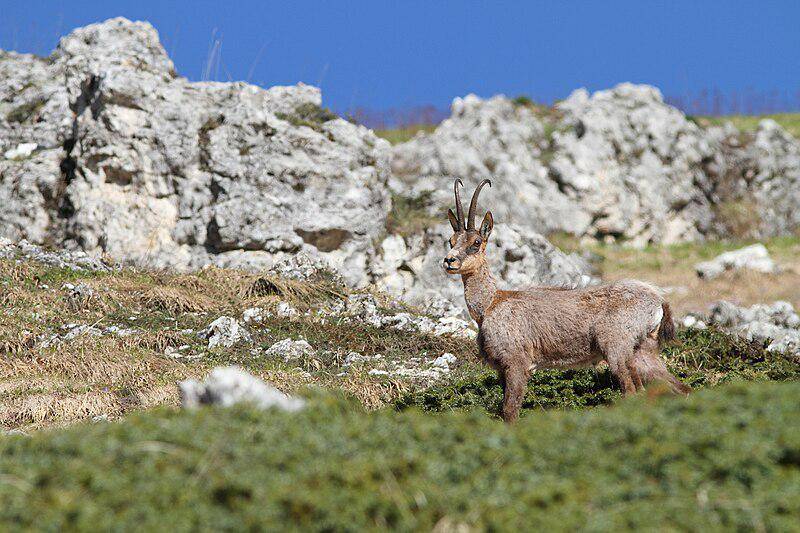 Pyrenean Chamois