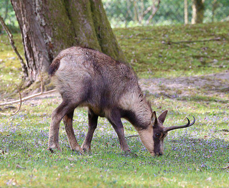 Pyrenean Chamois