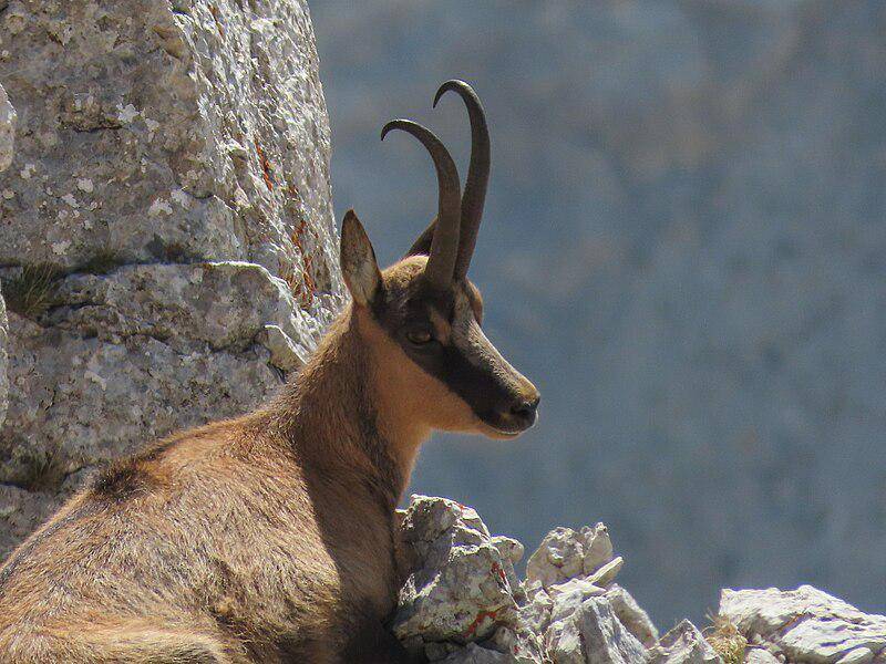 Pyrenean Chamois