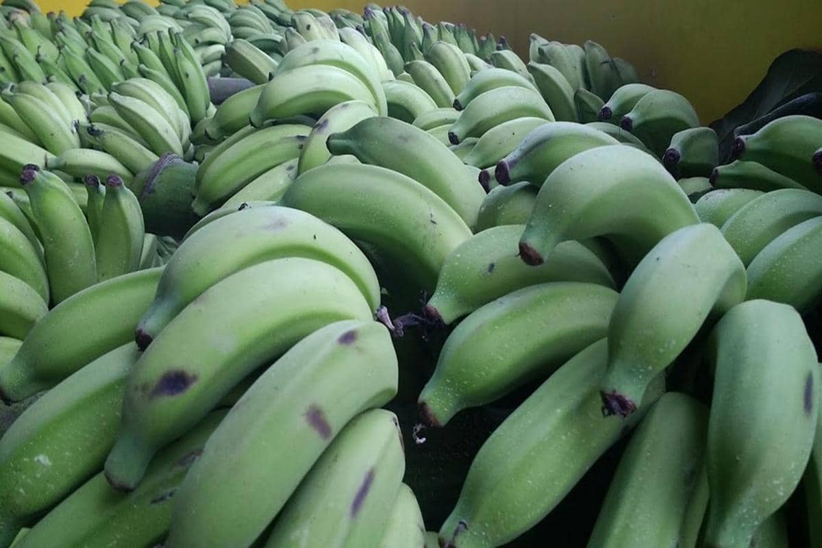 Tumpukan pisang hijau segar dengan kulit tebal dan belum matang, tersusun rapat di atas permukaan datar dalam jumlah banyak.