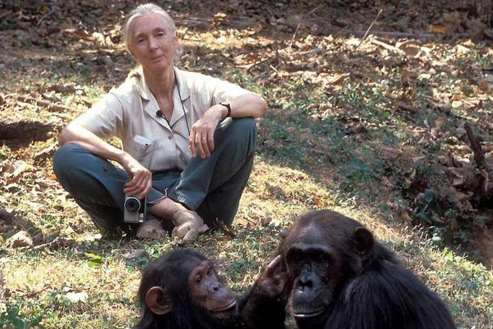 Jane Goodall bersama simpanse (instagram.com/janegoodallinst)