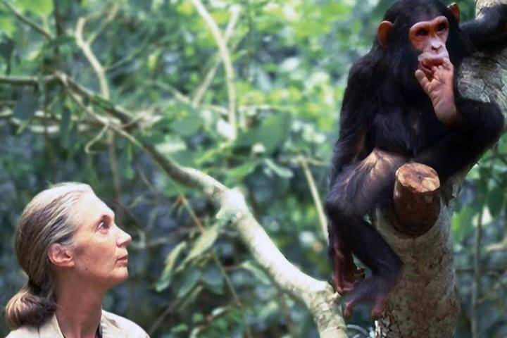 Jane Goodall bersama simpanse (instagram.com/janegoodallinst)