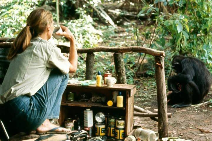 Jane Goodall saat mengamati simpanse (instagram.com/janegoodallinst)