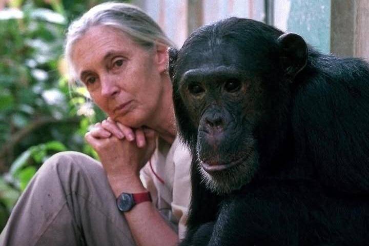 Jane Goodall bersama simpanse (instagram.com/janegoodallinst)