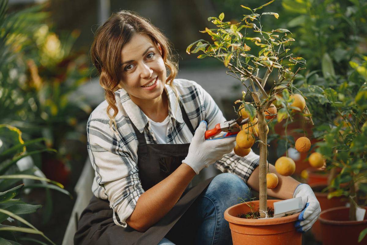 Ilustrasi memanen buah (freepik.com/prostooleh)