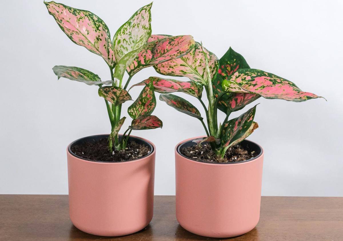 ilustrasi aglaonema wishes