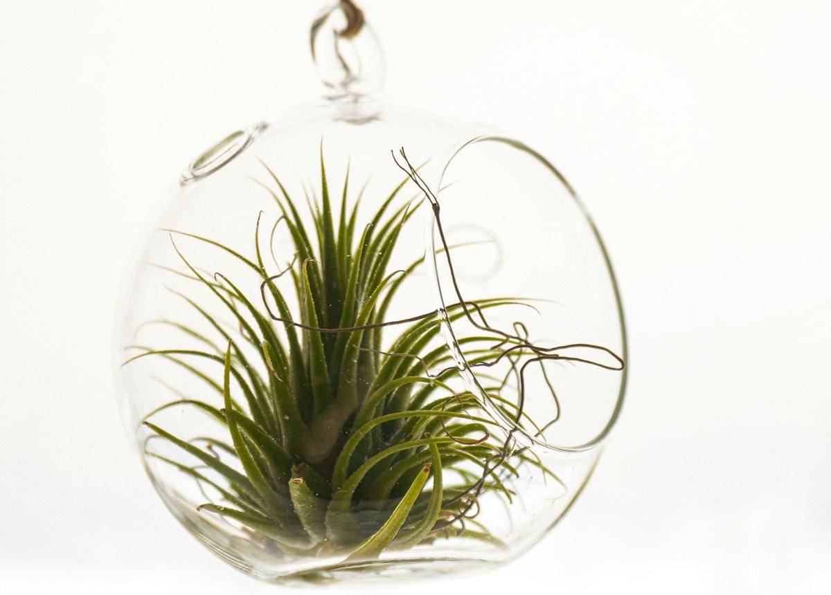 ilustrasi air plant 