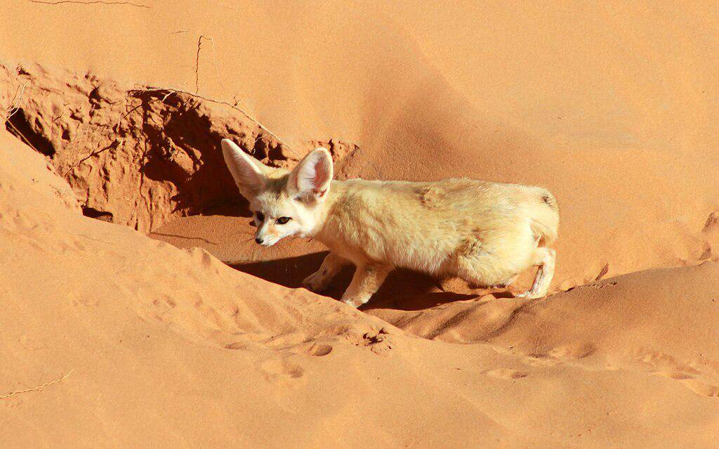 rubah fennec