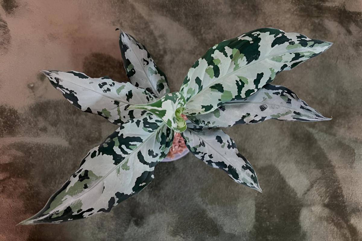 Ilustrasi tanaman aglaonema pictum (instagram.com/kimo.1115)