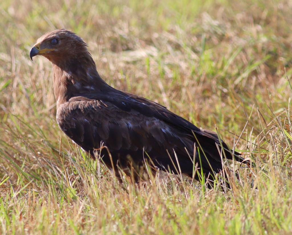 Lesser Spotted Eagle