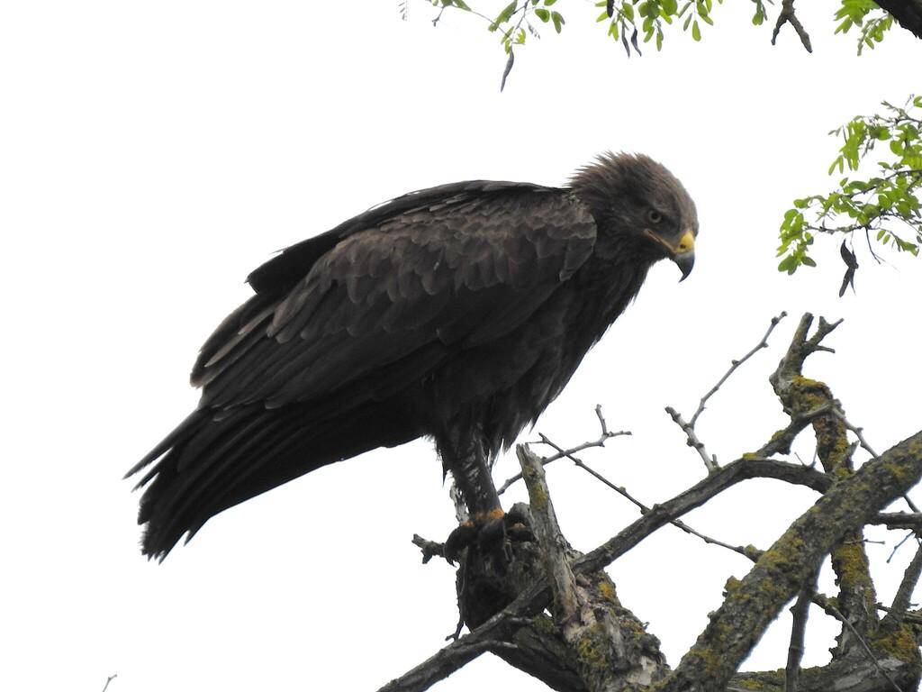 Lesser Spotted Eagle
