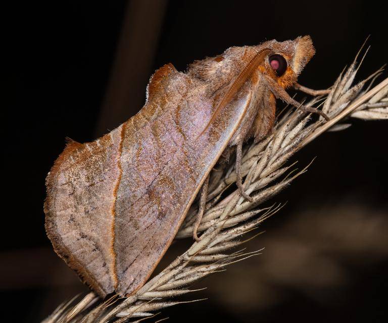 Ngengat Vampir
