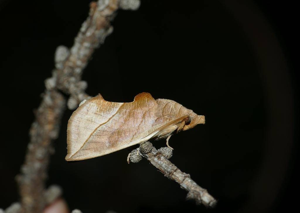 Ngengat Vampir
