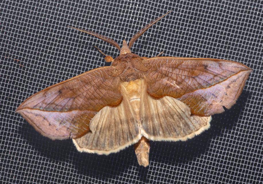 Ngengat Vampir