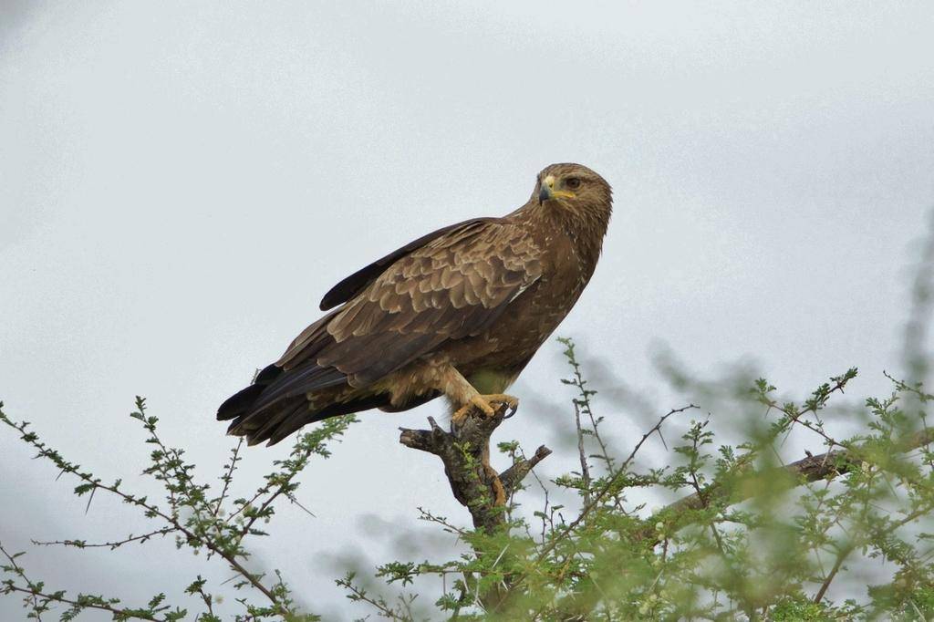 Lesser Spotted Eagle