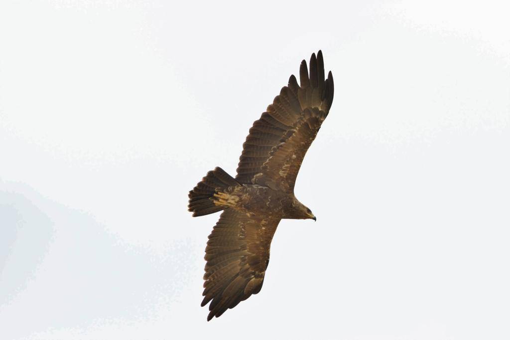 Lesser Spotted Eagle