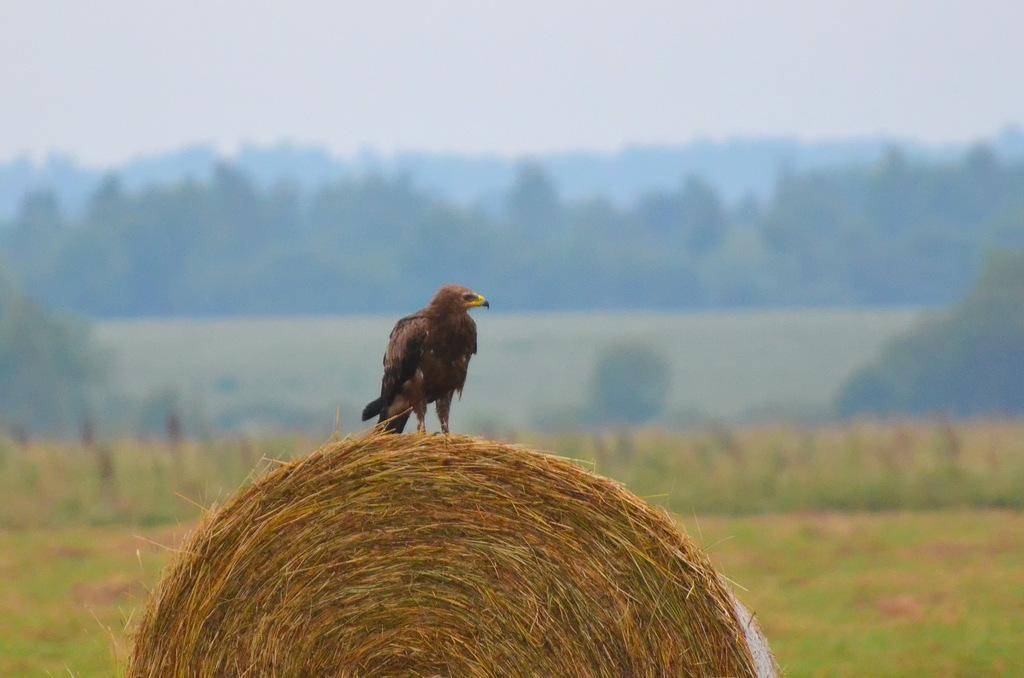 Lesser Spotted Eagle