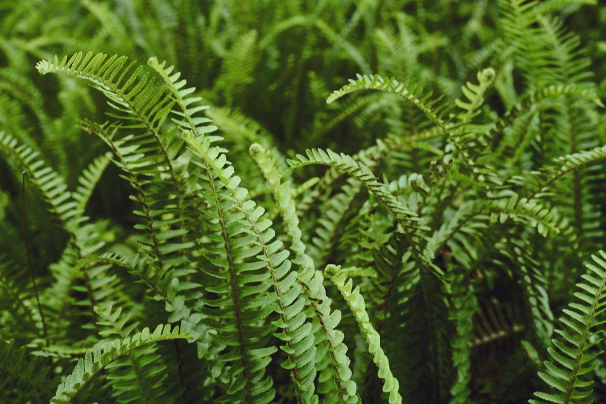 ilustrasi boston fern