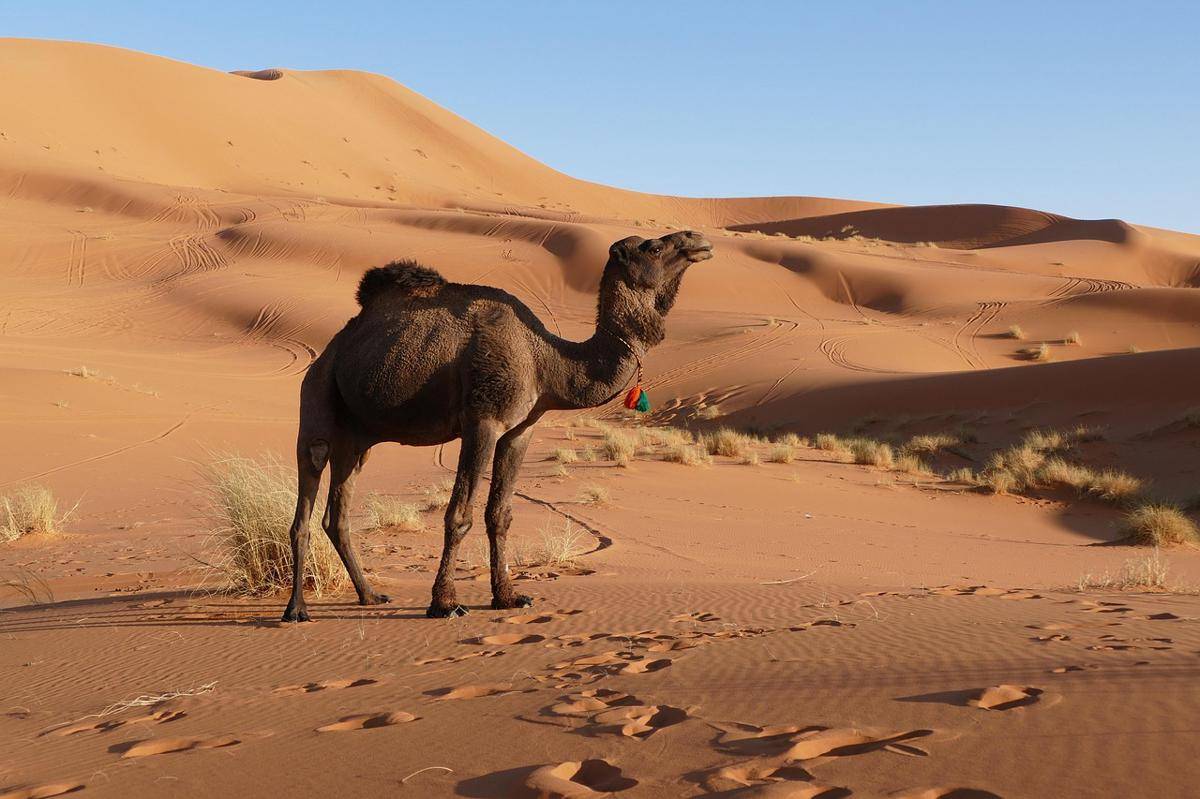 Gurun Sahara