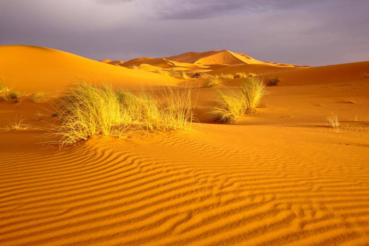 ilustrasi bioma gurun pasir (pexels.com/Oliver Wagenblatt)