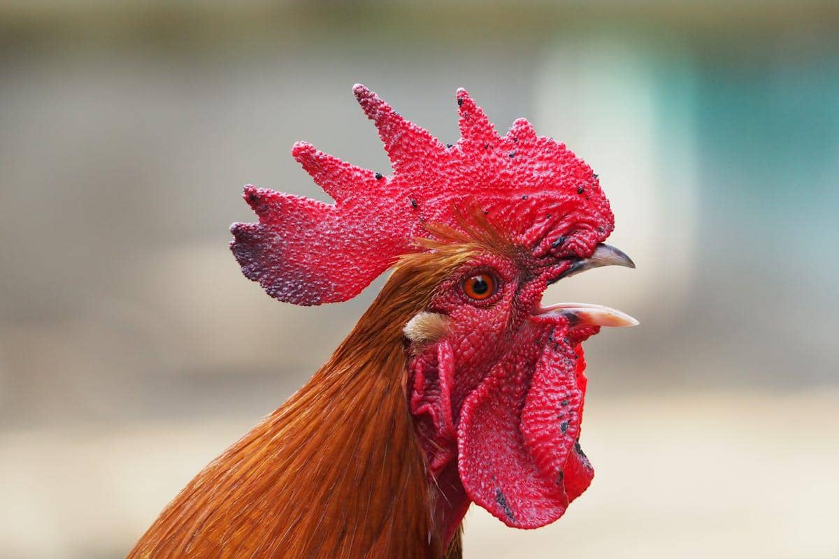 ilustrasi ayam (pexels.com/Pixabay)
