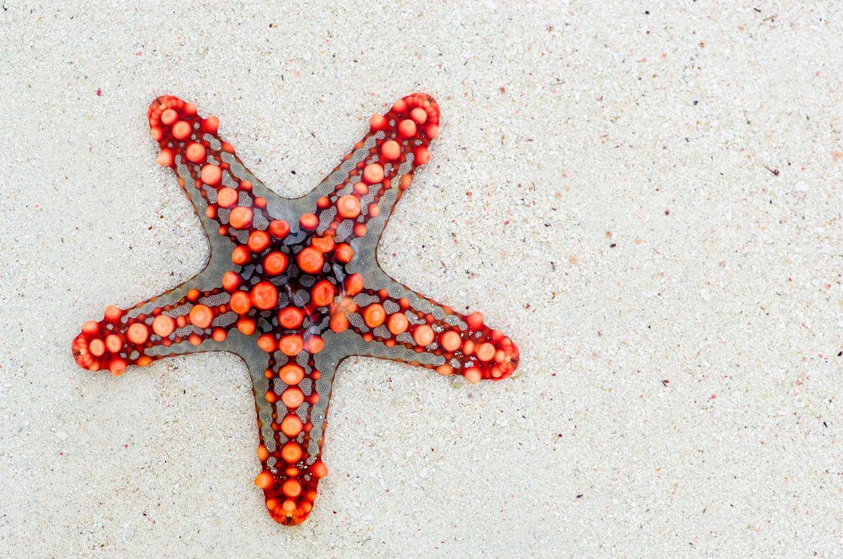 Bintang laut