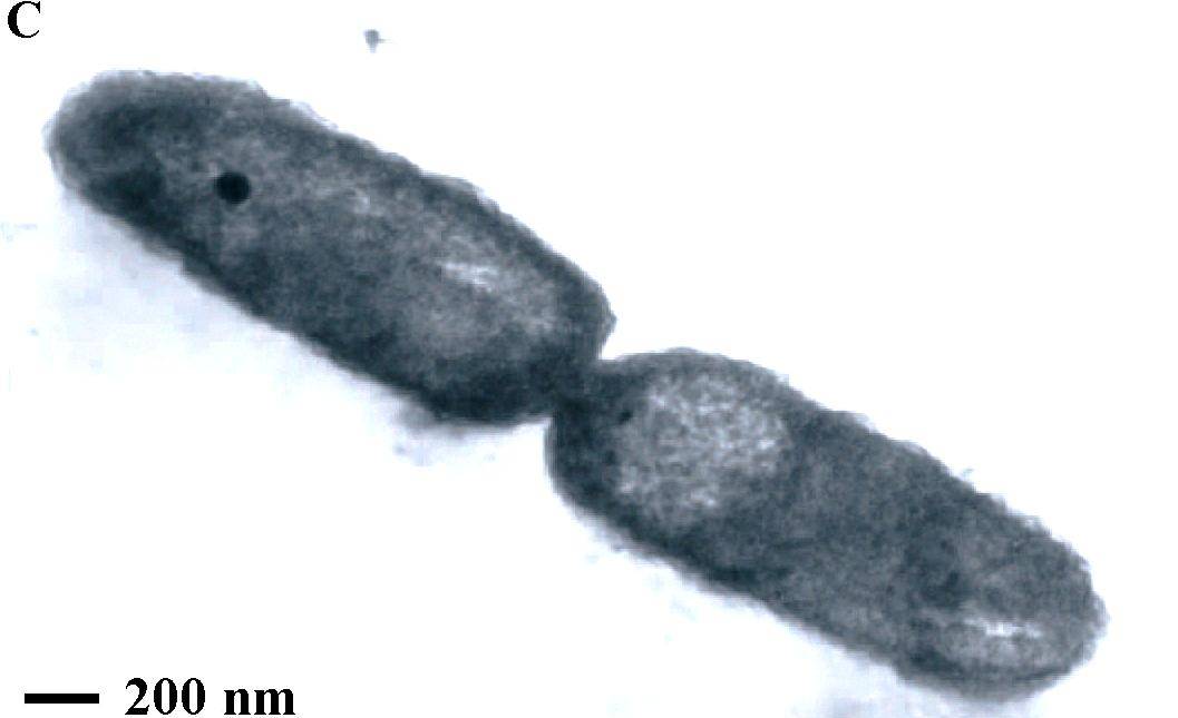 termofil