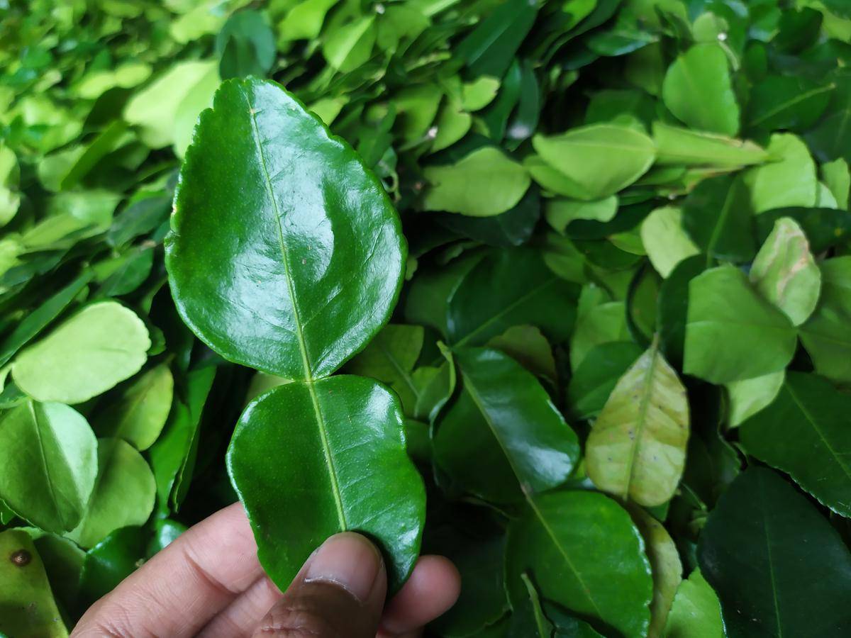 ilustrasi daun jeruk 