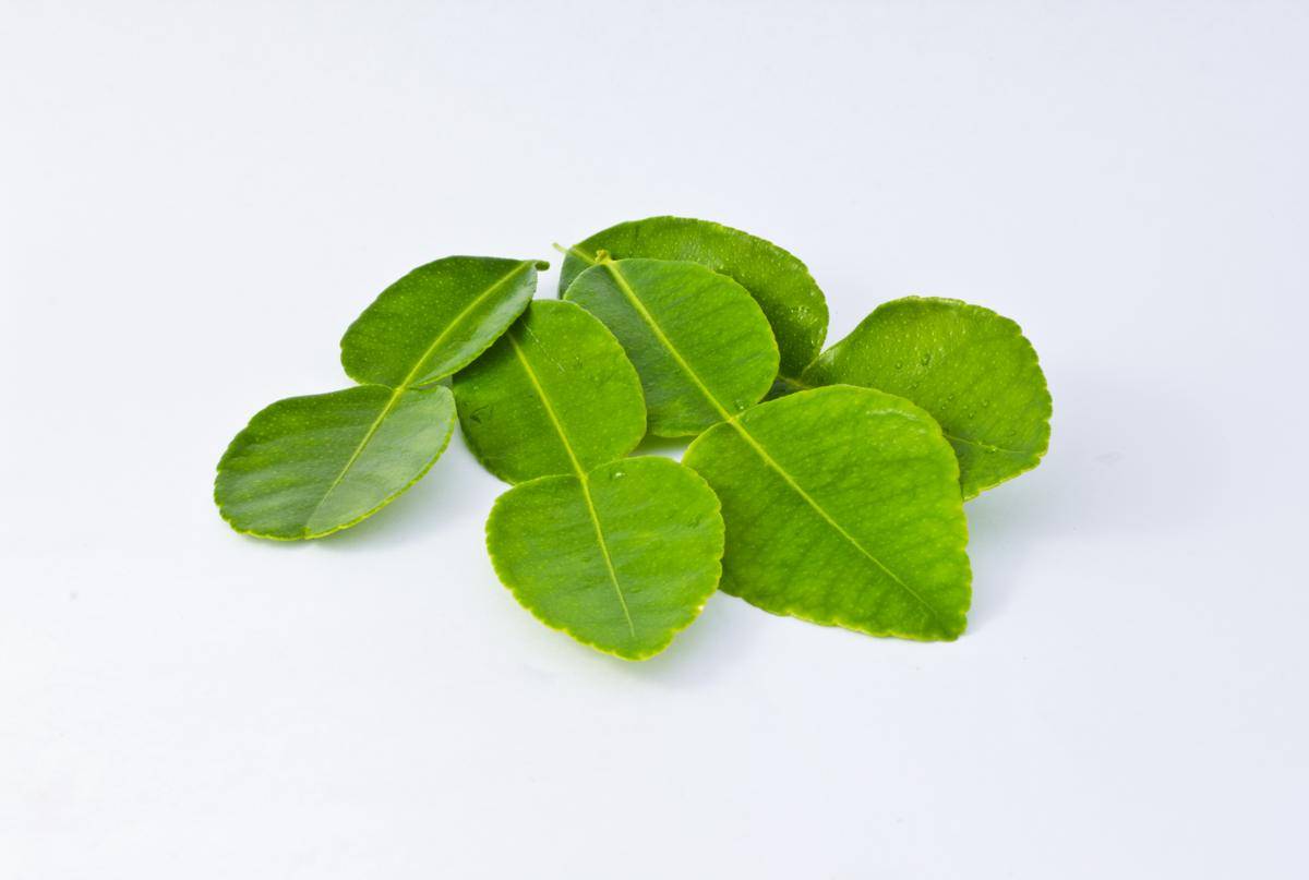 ilustrasi daun jeruk 
